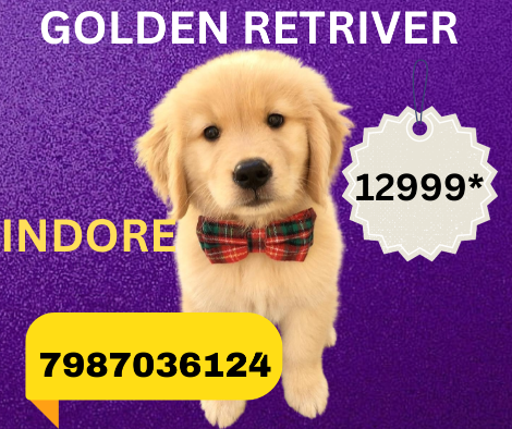 golden retriever puppies for sale in indore 7987036124